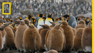 Go Inside an Antarctic City of 400000 King Penguins — Ep 4  Wildlife Resurrection Island [upl. by Aip]