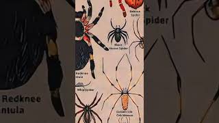 Types of spider Mexican Redknee Tarantula memes facts shorts [upl. by Undis]