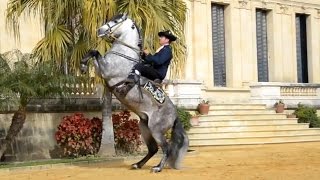 The Andalusian Horse [upl. by Jonie]