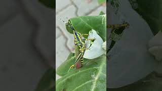 Poekilocerus Pictus the Painted Grasshopper [upl. by Garfinkel]