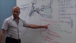 Trigeminal System  Neuroanatomy [upl. by Yendroc]