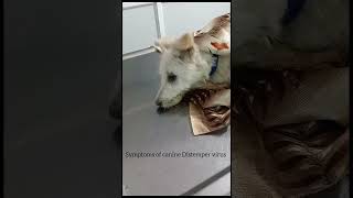 Symptoms of canine Distemper virus in dog pets petvaccination petlover pet hospital canine [upl. by Nyleaj]