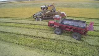 Hardy 2016 California Organic Rice Harvest [upl. by Tiphany941]