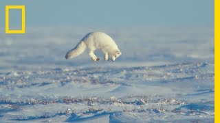 The Unsung Heroes of the Arctic  Ep 3  Wildlife The Big Freeze [upl. by Selina]