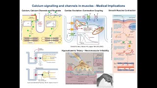 26  Calcium signalling and channels in muscles  Medical Implicationsusmle [upl. by Roxana]