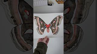 Cecropia Moth CecropiaMoth WatercolorArt Art MothArt Moth Moths Painting Artist InsectArt [upl. by Vince904]