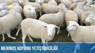 Merinos Koyun Yetiştiriciliği  KOYUNCU [upl. by Ahse]