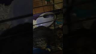 Aggressive Chinchillas 🐀 [upl. by Edme109]