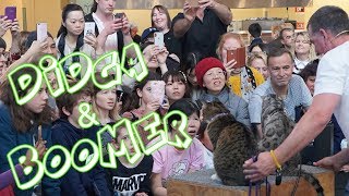 Treated like Rock Stars at the Cat Lovers Show  VLOG [upl. by Llirred]