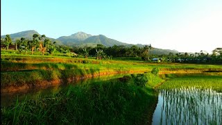 Suasana Pedesaan  Desa Kalisidi Kec Ungaran Barat Kab Semarang Jateng [upl. by Neltiac235]