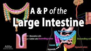 Anatomy and Physiology of the Large Intestine Animation [upl. by Clementas]