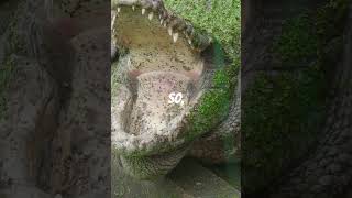 Unbelievable Discovery 100 Crocodile Mummies Found in Egypt [upl. by Joscelin300]