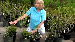 Blueberry Plant Varieties Selecting Hardy Varieties for Northern Climates Zones 3 and 4 [upl. by Enirhtac]