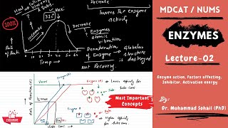 MDCAT  NUMS  Enzymes  Lecture02 [upl. by Asilet269]