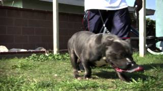 AMERICAN BULLY  BULLY THE KID [upl. by Archibold]