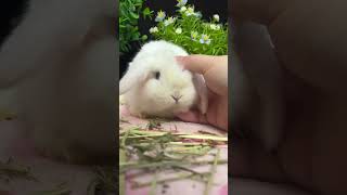 🐇🐇 Cute pet alert Meet the adorable lop eared 🐰 rabbit the perfect companion 🥰 [upl. by Airel]