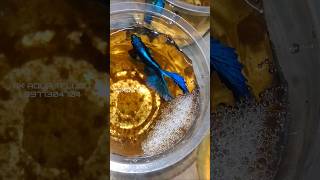 BETTA BREEDING PAIRS  AK AQUA akaquatelugu beta bettabreedingtank bettafullmoon [upl. by Celestyn989]