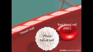 White Blood Cell Extravasation Through Diapedesis [upl. by Deeanne]