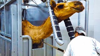 Modern Camel Meat Processing Factory 🐪  Camel Farming Technology Produces Meat and Milk 🐫 [upl. by Debi]