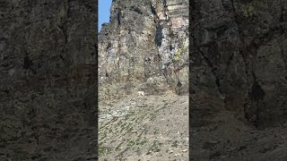 Mountain Goat Sighting on the Stunning Highline Trail in Glacier [upl. by Edita322]