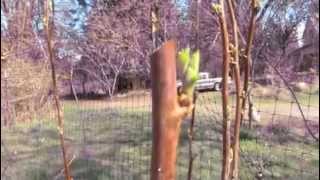 How to Prune Raspberries  Quick Tips for the Backyard Gardener [upl. by Thia]