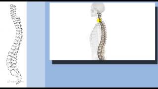 5141  Test medicina  Colonna vertebrale Cervicale dorsale lombare [upl. by Analra]