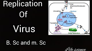 replication of virus in hindi and english for b sc and m sc [upl. by Dahs]