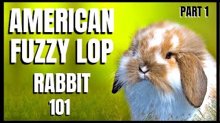 American Fuzzy Lop Rabbit 101 Part 1 [upl. by Liebermann]