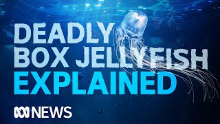 Box jellyfish The worlds most venomous creature takes another life  ABC News [upl. by Alad748]