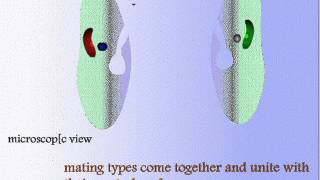 Structure of Paramecium and Reproduction [upl. by Carilyn]