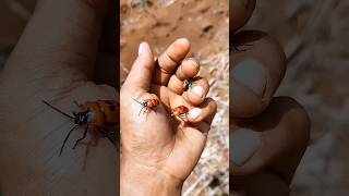 RED beetles and STAR spider insects anyuniqueanimals scary [upl. by Teria617]