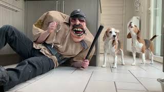 Funny Beagles vs EVIL COP PRANK  Beagles Louie amp Marie [upl. by Plunkett]