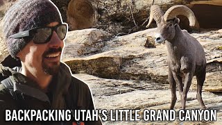 Chased by a Bighorn Sheep  Backpacking the Little Grand Canyon [upl. by Nue245]