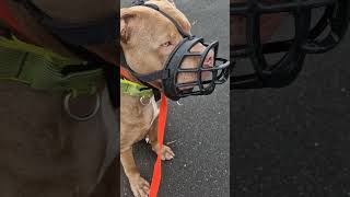 TICKING TIME BOMB 💣 XL BULLY DOG UK 🇬🇧 opinion update training xlbully hacks share [upl. by Wende261]