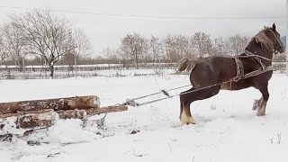 Caii lui Costy Coroamă de la Vicovu de SusBucovina 2022 [upl. by Eelano711]