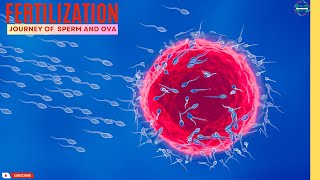 Fertilization From conception to Life biology cell dna [upl. by Summer357]