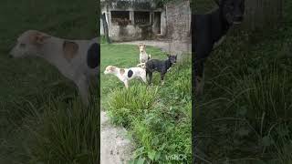 Amazing two dogs Breeding mating  YouTube video  youtube viral [upl. by Mauchi]