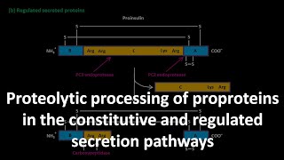 Mature insulin formation [upl. by Laina]