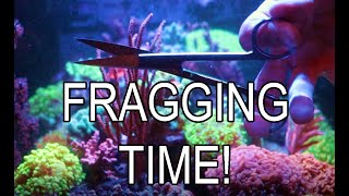 How To Frag Soft Corals [upl. by Sergei]