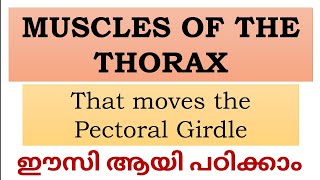 Muscles of the Thorax that moves the Pectoral Girdle explained in Malayalam NursesMotive [upl. by Kcirtemed349]