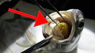 WORST Invasive Parasites Found in Fish [upl. by Burn]