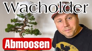 Wacholder Bonsai Abmoosen 1  Juniper Airlayering Bonsai 2223 [upl. by Ravaj]