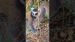 A Must Do In Madagascar 🇲🇬 madagaskar malagasy travelvlog travelvlogging roadtripadventures [upl. by Kammerer648]