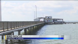 WATCH Second seabird rescued at Fairhope Pier within days  heres why [upl. by Htidirem376]