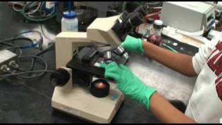 Onion Plasmolysis Experiment [upl. by Choong]