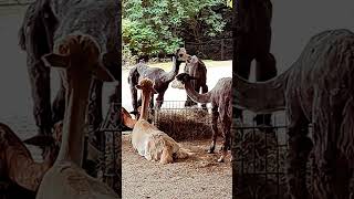 Alpacas lunch  Alpakas Mittagessen [upl. by Aw]