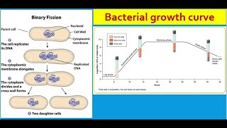 General microbiology 7  Bacterial growth [upl. by Ahpla]