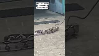 A snake Has gotten loose at the Paramaribo zoo but everything was under controljourneywithme sub [upl. by Anallese593]