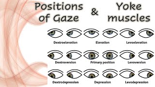 Positions of Gaze amp Yolk Muscles  Extraocular movements [upl. by Aserehtairam743]