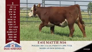 ehlke herefords lot 2 1080p [upl. by Nylarahs]